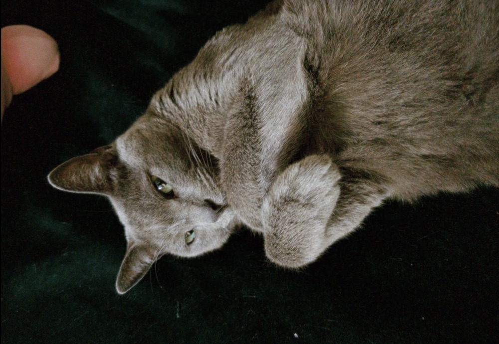 A gray cat looking at the camera
