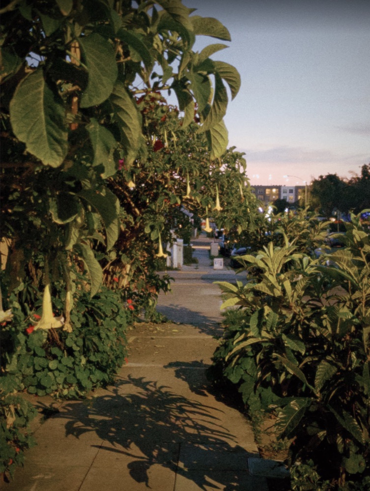 A San Diego sidewalk at dusk, lined with angel's trumpet flowers